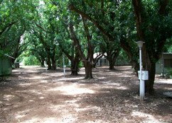Daly River Mango Farm - Accommodation Port Hedland 4