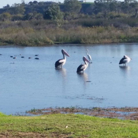 Avoca Dell Caravan Park - Accommodation Port Hedland 8