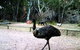 Mambray Creek Cabin - thumb 1