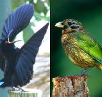 Chambers Wildlife Rainforest Lodges - Accommodation Port Hedland