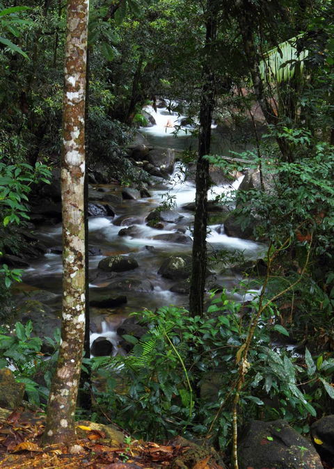 Daintree Secrets (Award Winning Retreat) - Accommodation Port Hedland 2
