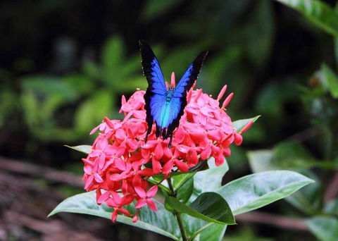 Daintree Secrets (Award Winning Retreat) - Accommodation Port Hedland 5