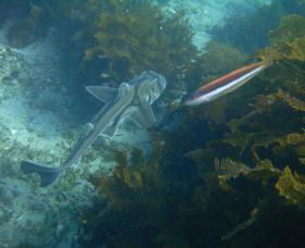 Honeymoon Bay - Accommodation Port Hedland 0