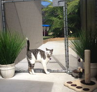 Caringbah Cat Hotel - Accommodation Port Hedland