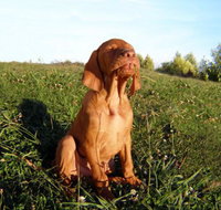 Wingham Pet Motel - Accommodation Port Hedland