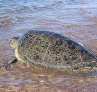 Mackerel Islands - Accommodation Port Hedland