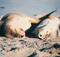 Island Beach Cabins - Accommodation Port Hedland
