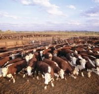 Bond Springs Outback Retreat - Accommodation Port Hedland