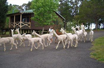Madison's Mountain Retreat - Accommodation Port Hedland 6