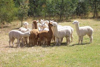 Madison's Mountain Retreat - Accommodation Port Hedland 7