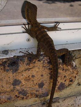 Madison's Mountain Retreat - Accommodation Port Hedland 9