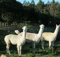 Blackwattle Farm BampB and Farm Stay - Accommodation Port Hedland