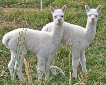 Valley Farm Vineyard Cottages - Accommodation Port Hedland 2