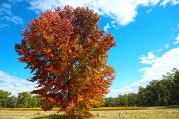 Valley Farm Vineyard Cottages - Accommodation Port Hedland 6