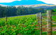 Valley Farm Vineyard Cottages - thumb 10