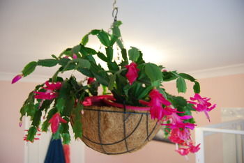 L'Auberge Angara Bed And Breakfast - Accommodation Port Hedland 41