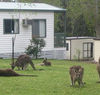 Halls Gap Caravan Park - Accommodation Port Hedland