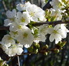 Coolah Caravan Park - Accommodation Port Hedland