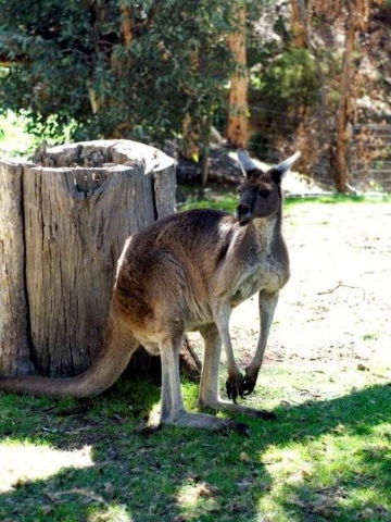 Toodyay Holiday Park & Chalets - Accommodation Port Hedland 3