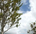 Glen Villa Resort and Tourist Park Casino - Accommodation Port Hedland