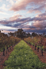 Lamonts Winery Restaurant  Gallery - Accommodation Port Hedland