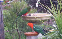 Valley View Motel Murrurundi - Murrurundi - Accommodation Port Hedland 4