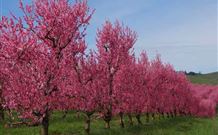 Ralda's Cottage - Accommodation Port Hedland 1