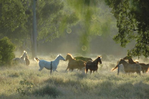 Myella Farmstay - Baralaba - Accommodation Port Hedland 8