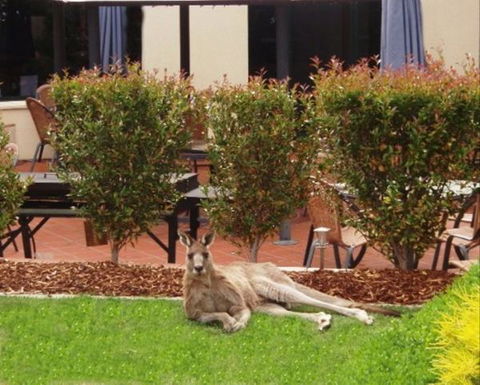 Alpha Canberra Hotel And Apartments - Accommodation Port Hedland 1
