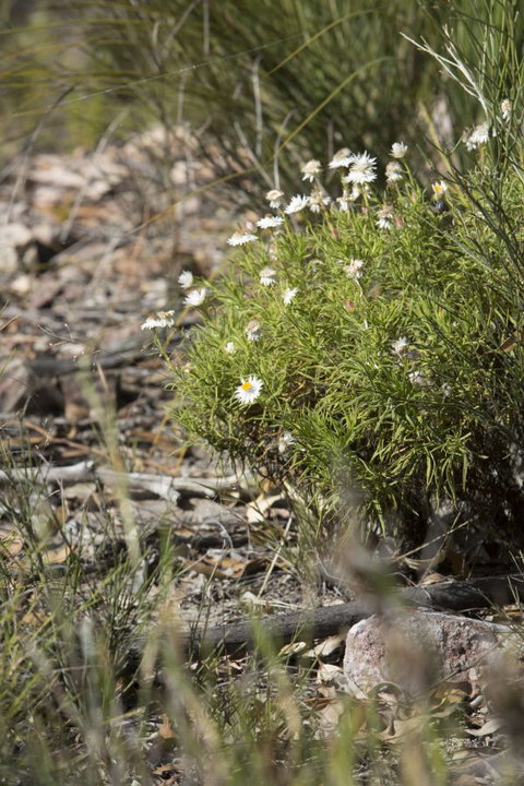 Kroombit Tops National Park Camping Ground - Accommodation Port Hedland 1