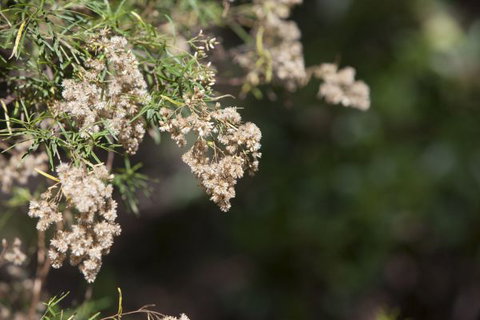 Kroombit Tops National Park Camping Ground - Accommodation Port Hedland 2