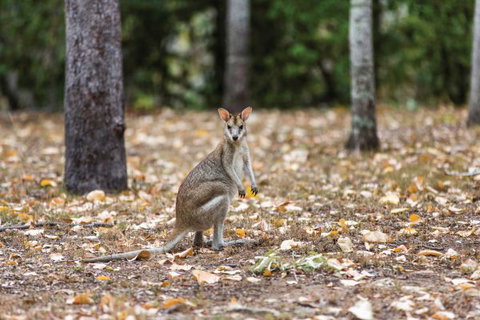 Carnarvon National Park Camping - Accommodation Port Hedland 2