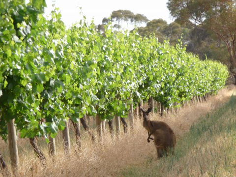Angas Plains Wines Suites - Accommodation Port Hedland 6