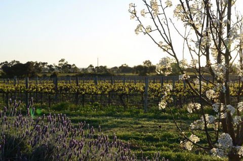 Angas Plains Wines Suites - Accommodation Port Hedland 7