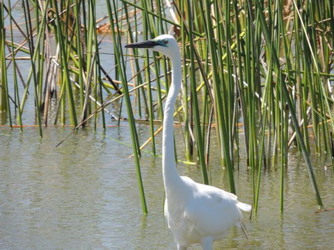 PS Federal Retreat Goolwa - Accommodation Port Hedland 6