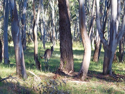Apsley Falls Campground - Accommodation Port Hedland 2