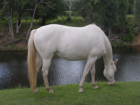 Imbil Bridge Farm And Homestead - Accommodation Port Hedland 1