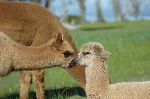 MillDuck StrawBale B&B - Accommodation Port Hedland 2