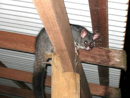 Pemberton  Forrest Cottages  - Accommodation Port Hedland 0