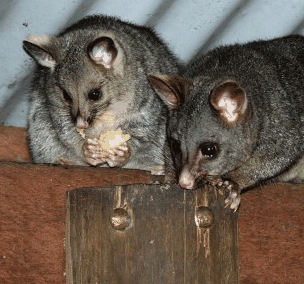 Pemberton  Forrest Cottages  - Accommodation Port Hedland 4