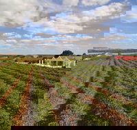 1837 Barossa Luxury Vineyard Cottages - Accommodation Port Hedland