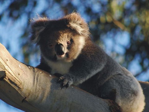 Bimbi Park Camping Under Koalas - Accommodation Port Hedland 0