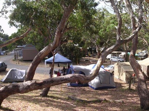 Bimbi Park Camping Under Koalas - Accommodation Port Hedland 1
