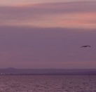 Pelican Sands Bed and Breakfast - Accommodation Port Hedland