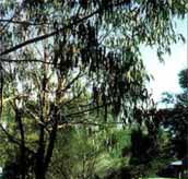 Mallacootas Shady Gully Caravan Park - Accommodation Port Hedland