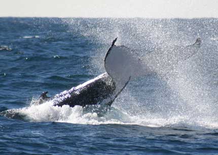 Whale Watching Sydney - Accommodation Port Hedland 0