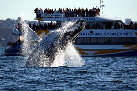 Whale Watching Sydney - Accommodation Port Hedland 1