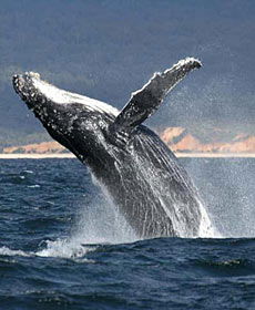 Whale Watching Sydney - Accommodation Port Hedland 2