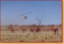 Kings Creek Station - Accommodation Port Hedland 2