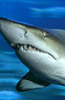 The Aquarium Of Western Australia - Accommodation Port Hedland 2